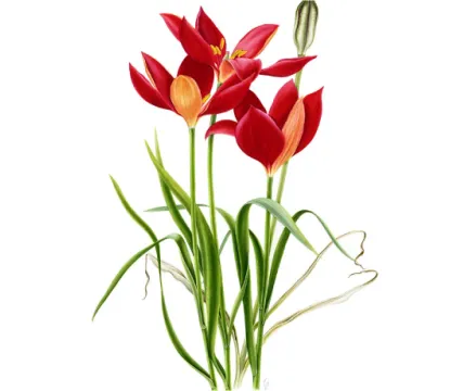 Flora of Turkey's Plant with Pictures